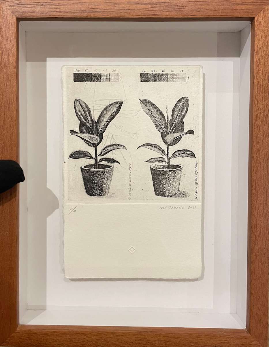 Oro blanco by Yuli Cadavid 