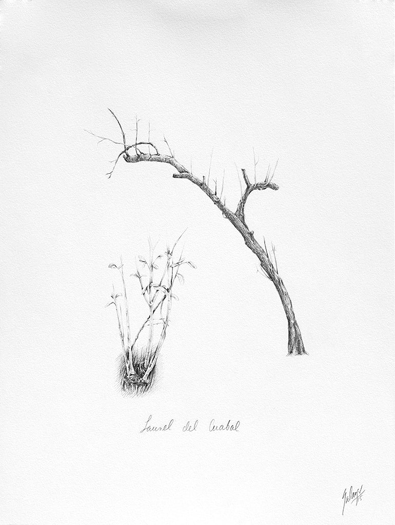 Laurel del Cuabal by Glenda Salazar 