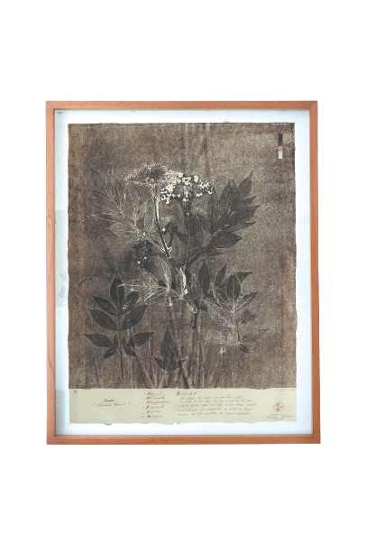 Sauco II by Yuli Cadavid 