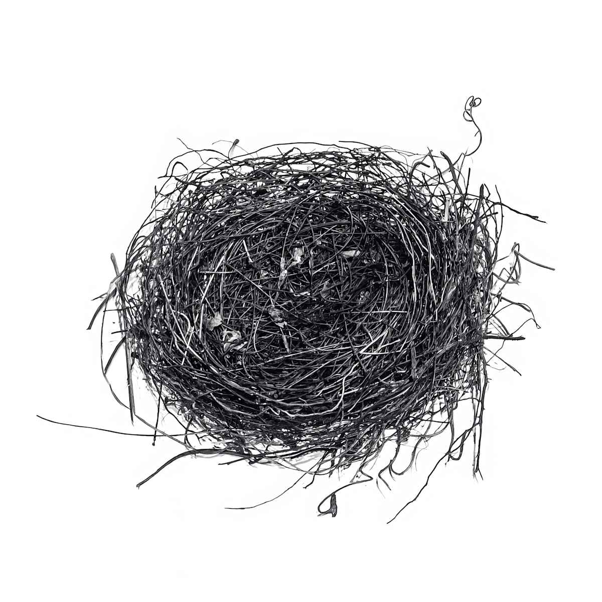WPR Birds Nest by Allison Belolan, Image 2.