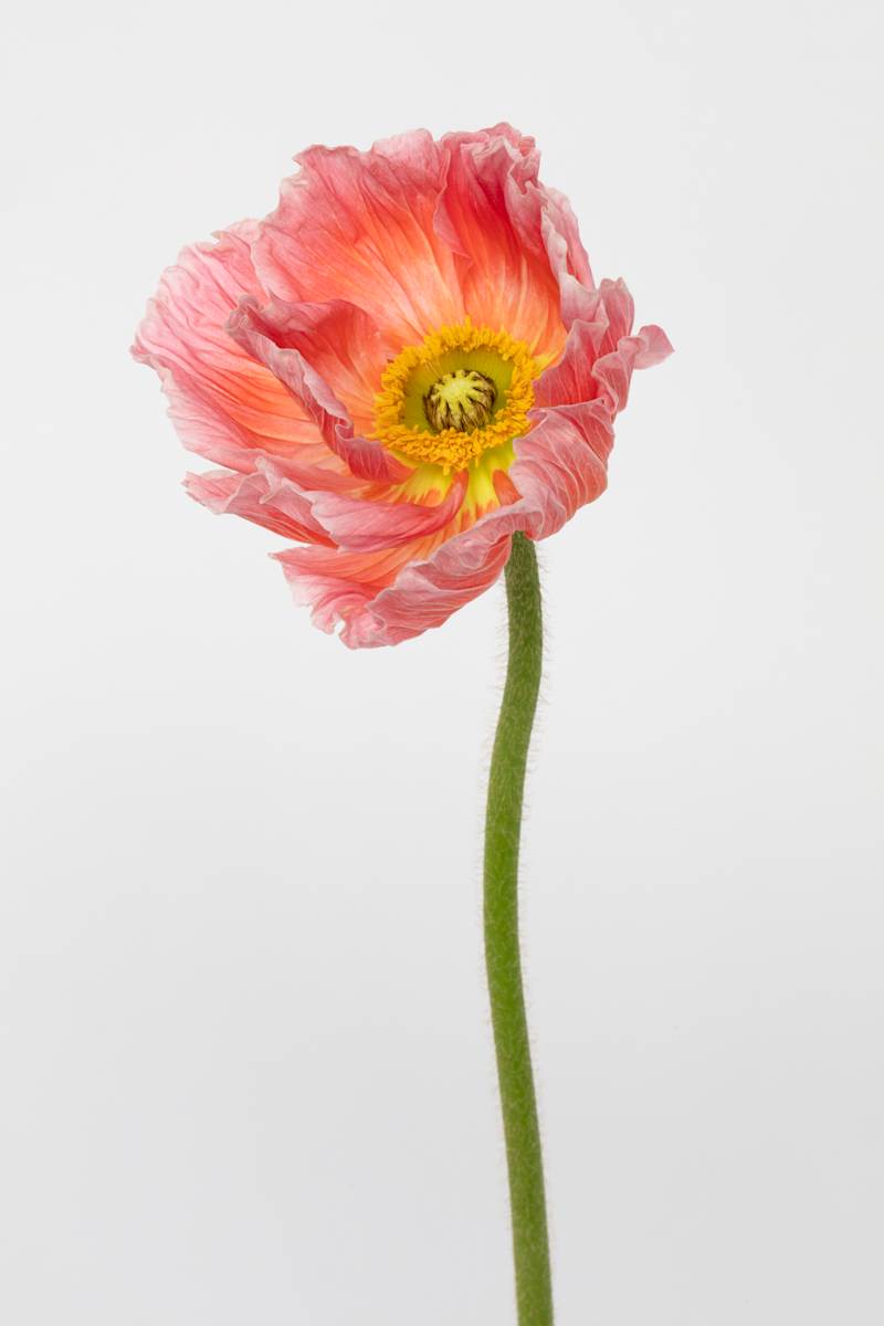 Pink Iceland Poppy by Rhonda Spevak 