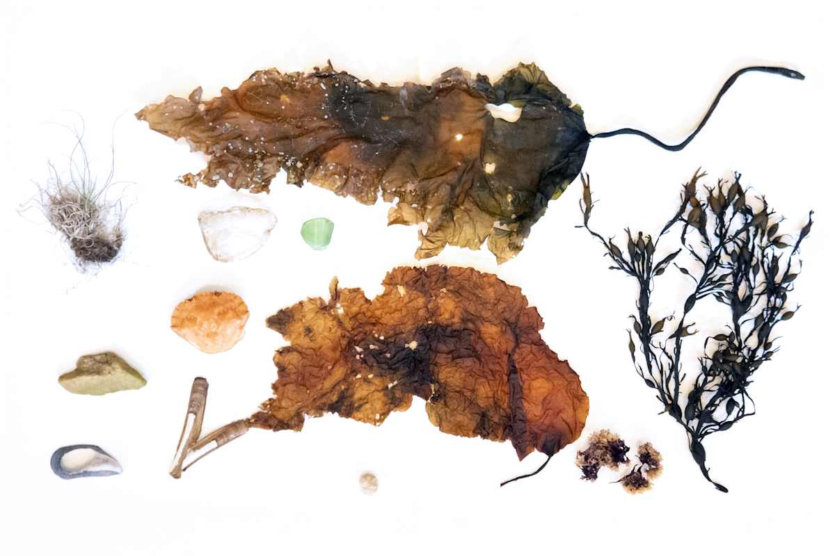 ME Foraged: Sea by Allison Belolan 