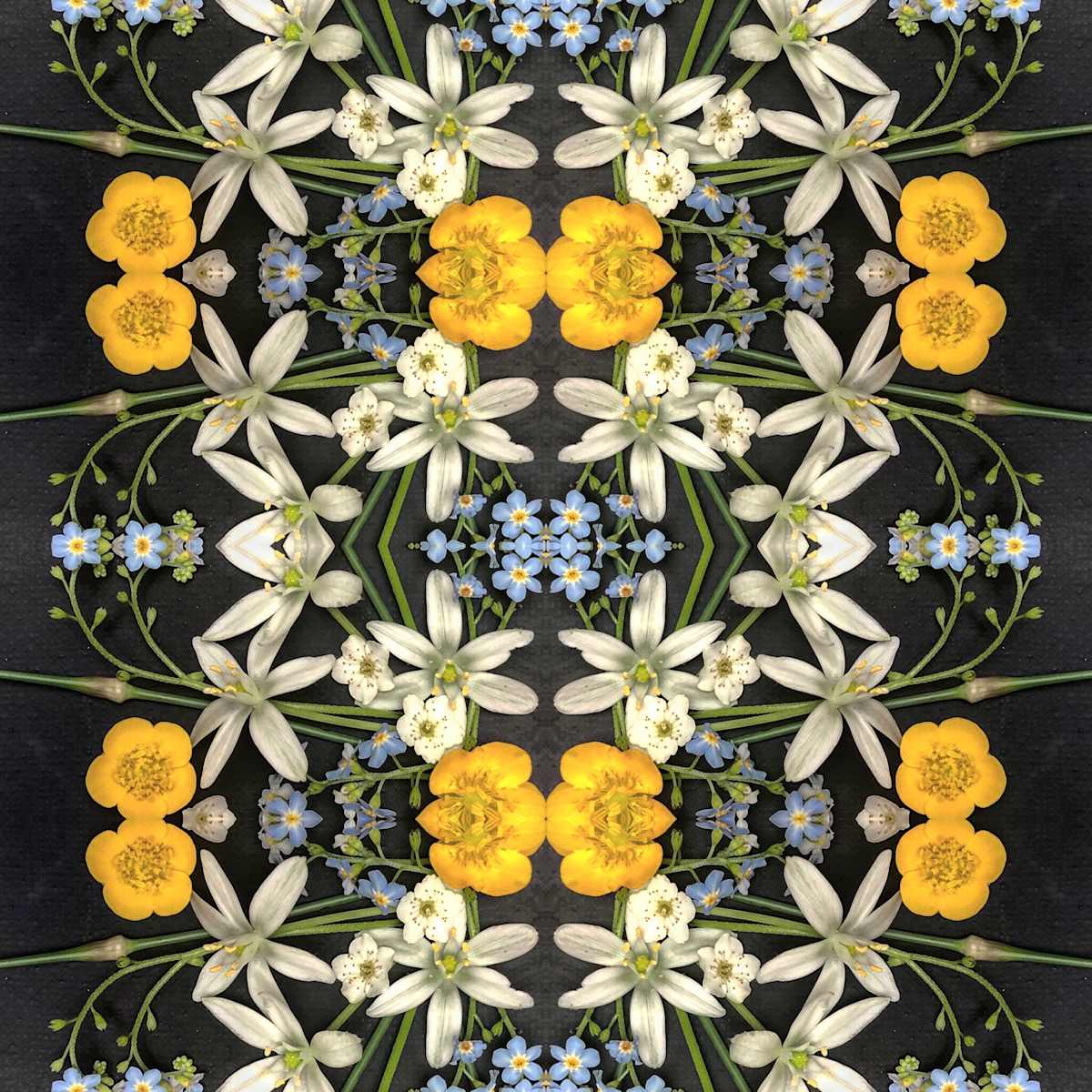 Forget Me Not by Elizabeth Gourlay 