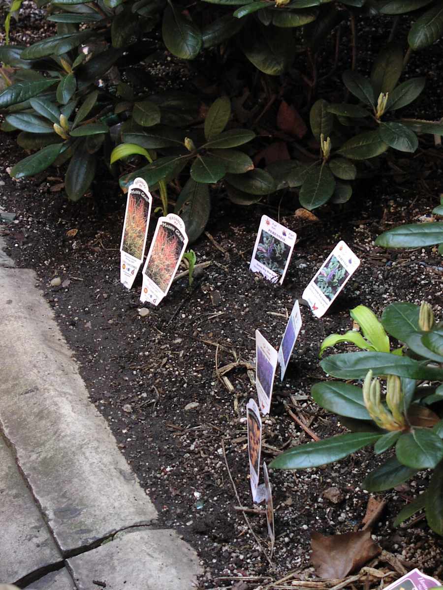 Plant Name Game by Wren Woodward Sarrow, Image 1.