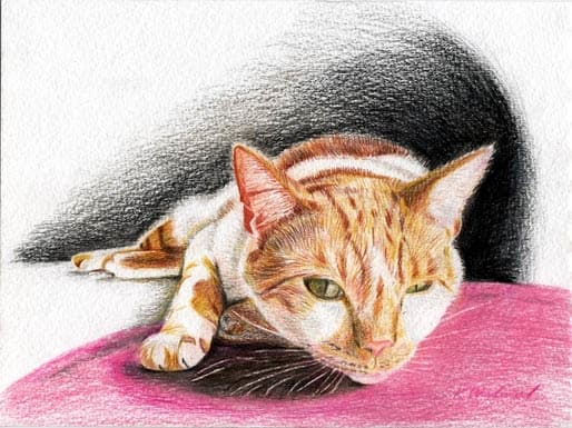 Fox on pink by Wren Woodward Sarrow 