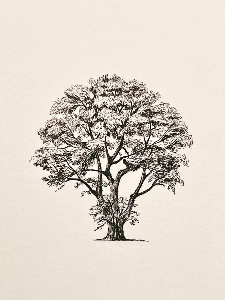Tree by Wren Woodward Sarrow, Image 1.