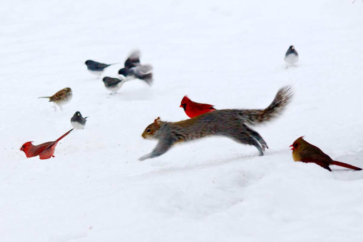 Winter Wildlife by Wren Woodward Sarrow 