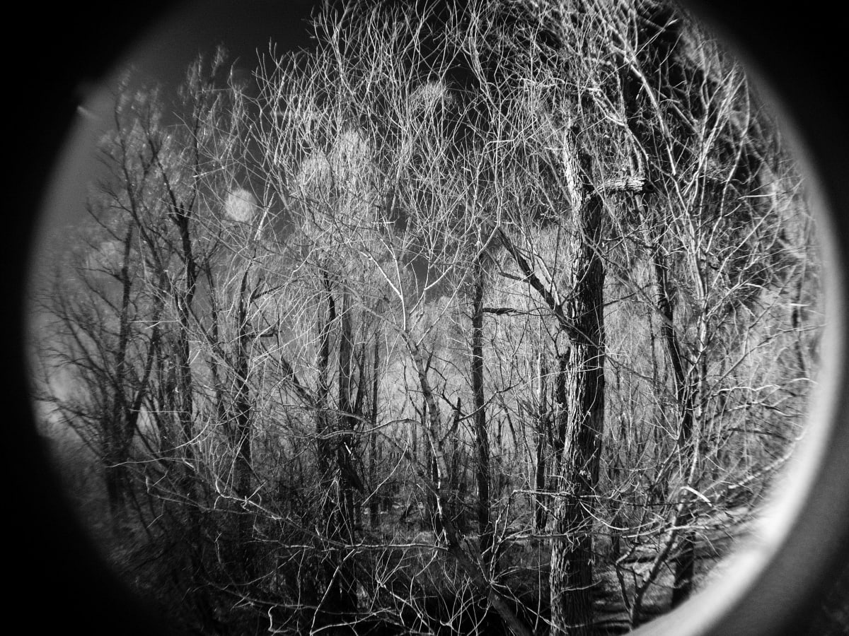 helena trees infrared by Lisa Bertagna 