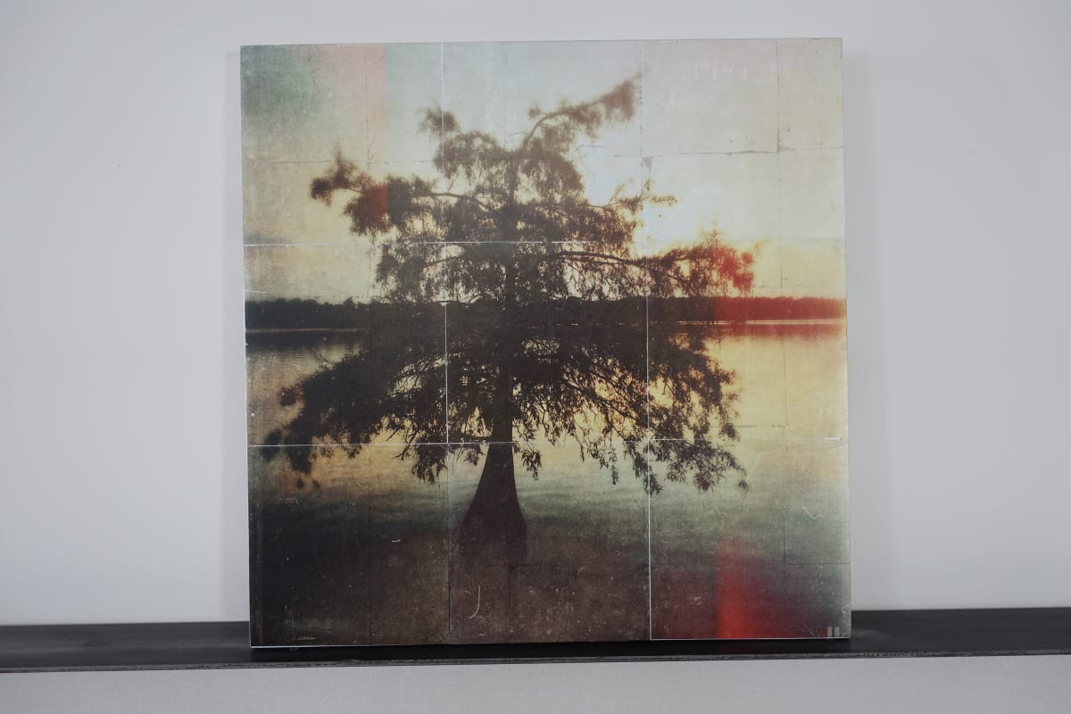 lake Chicot by Lisa Bertagna  Image: tree at lake Chicot