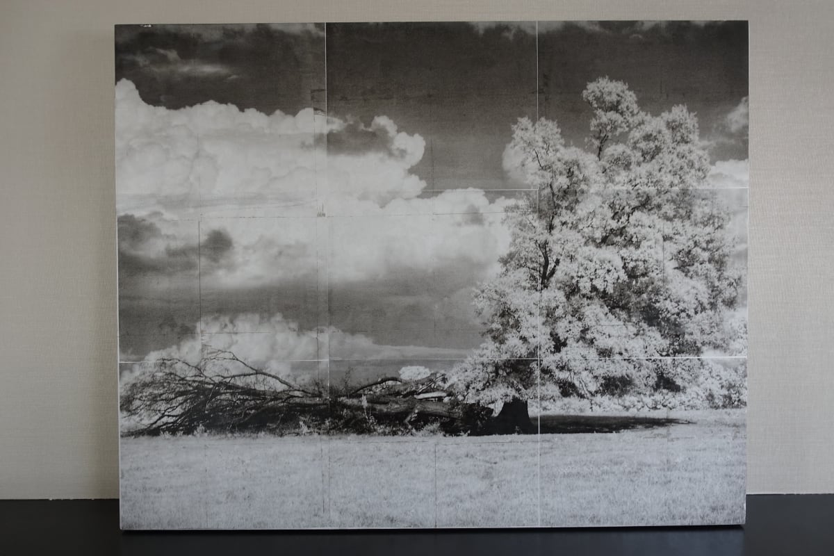 tree Braden, TN by Lisa Bertagna  Image: tree Braden, TN
digital infrared image transfer