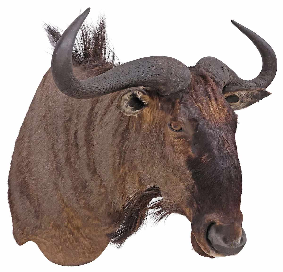 Wildebeest Antelope Shoulder Mount, Image 1.