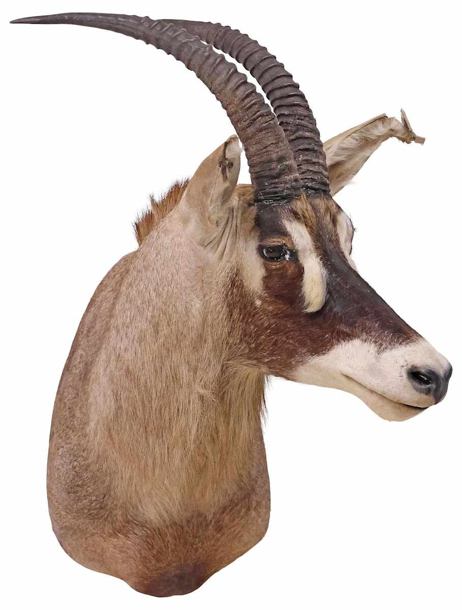 ROAN ANTELOPE SHOULDER TROPHY MOUNT, Image 1.