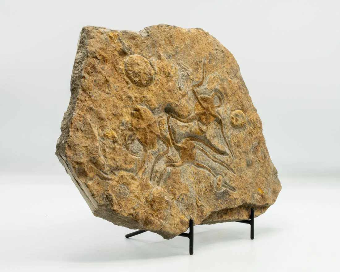 Moroccan Jurassic fossil with three starfish and other impressions 