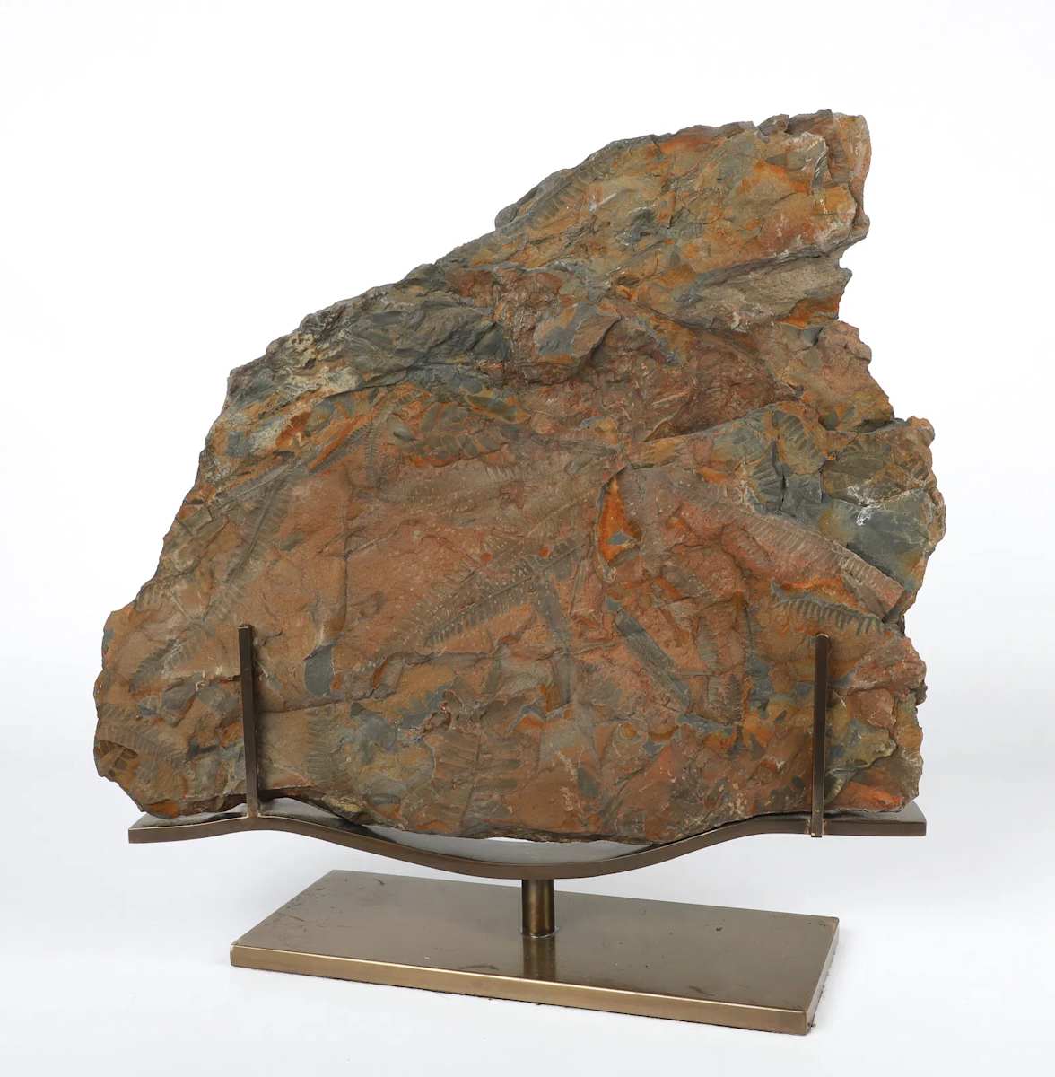 Large Fossilized Pecoptens Tree Fern slab on stand 