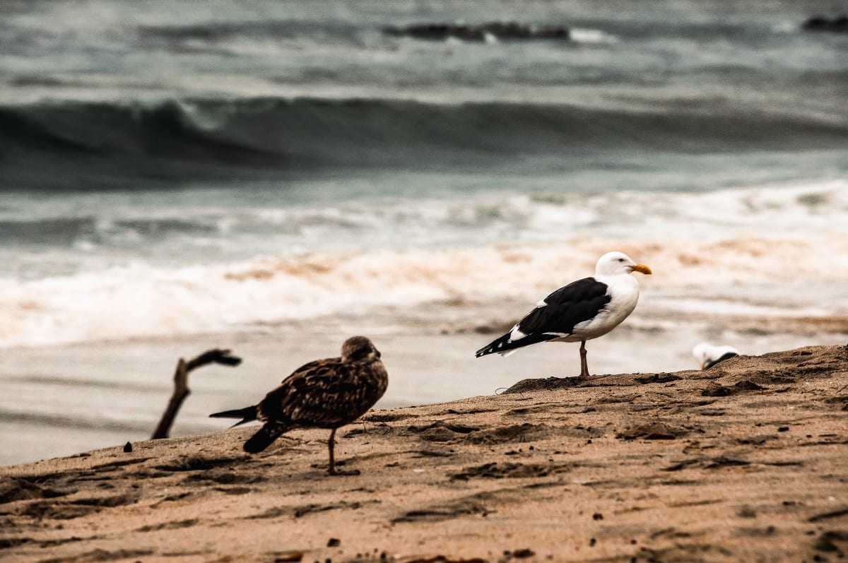 Shoreline Serenade by Kimberly Marnell 