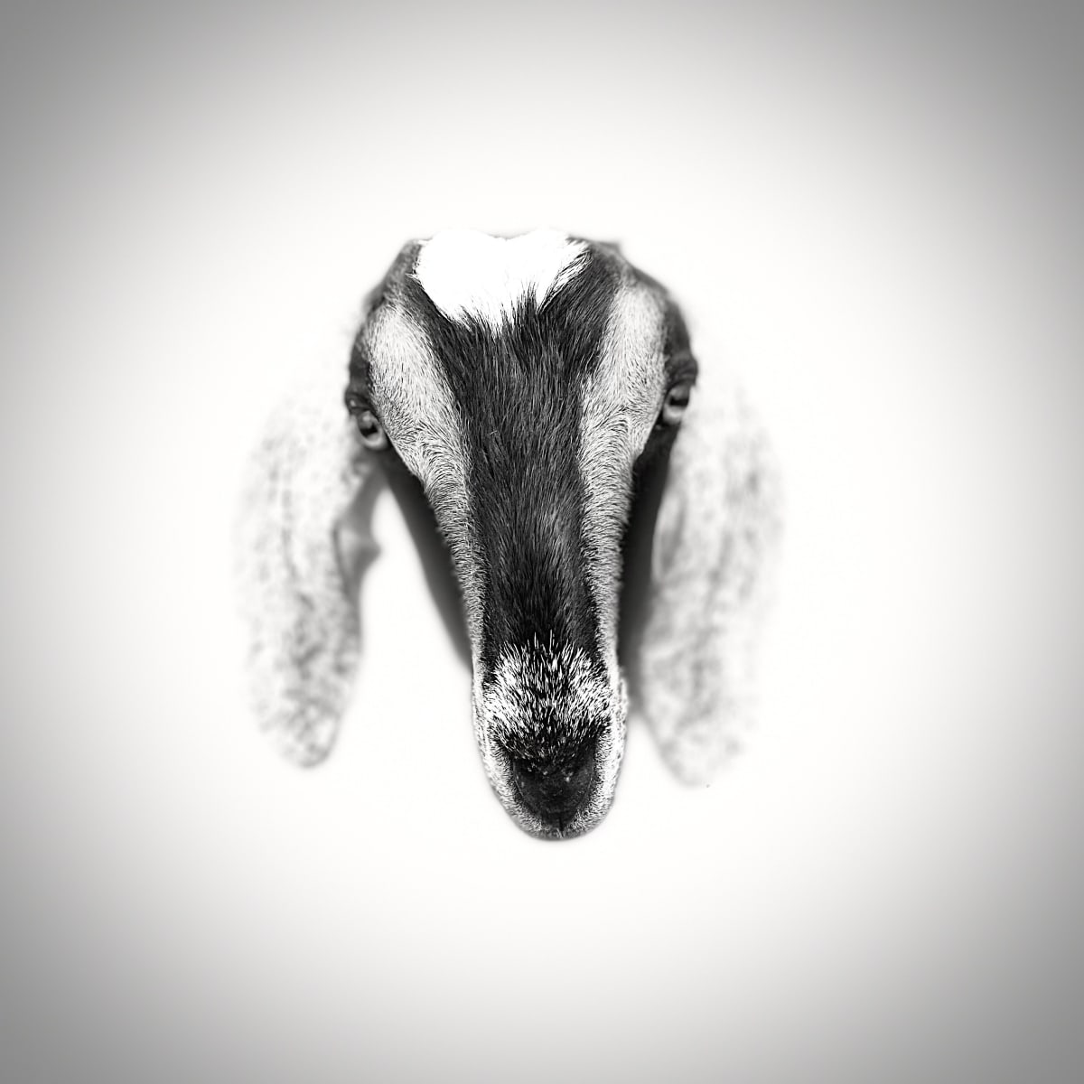 Animal Farm #4 by Sharon E. Smith 