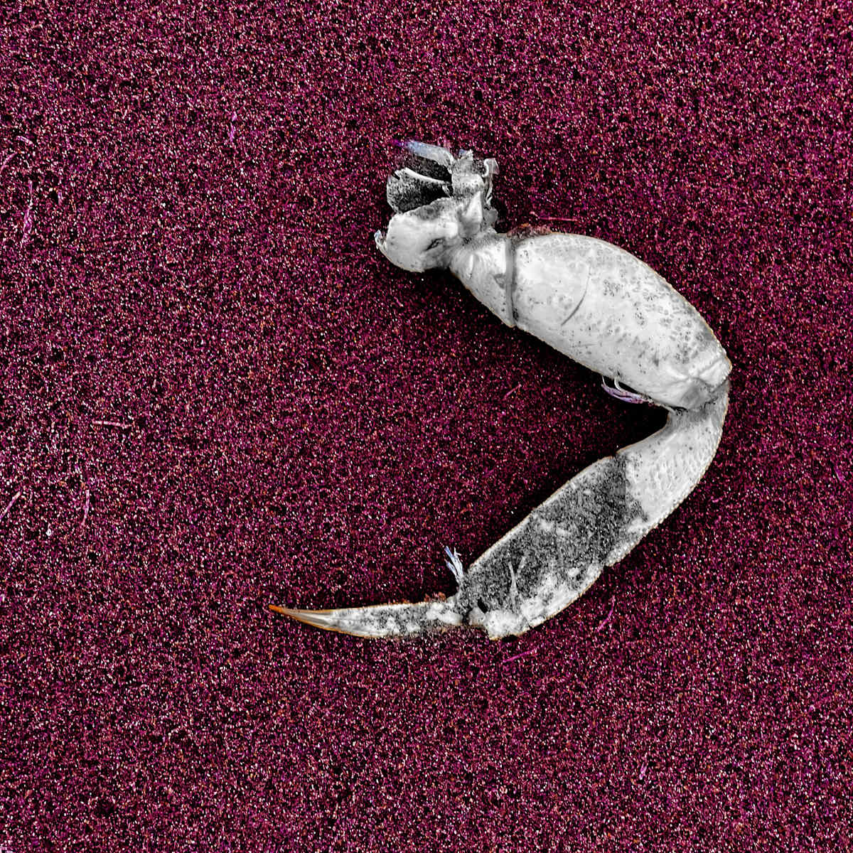 Seaside Finds III by Sharon E. Smith 