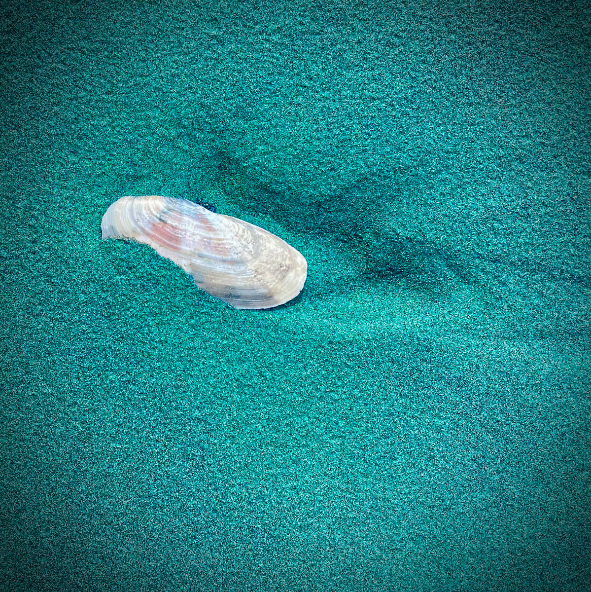 Seaside Finds IX by Sharon E. Smith 