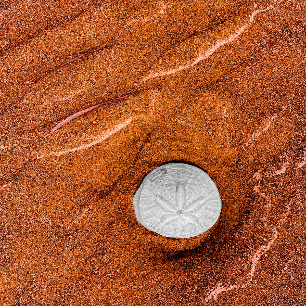 Seaside Finds I by Sharon E. Smith 