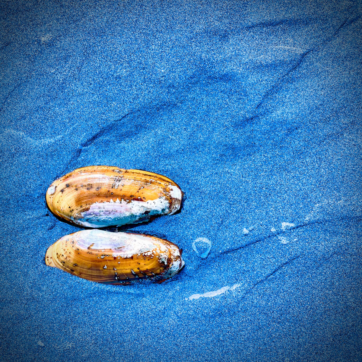 Seaside Finds IV by Sharon E. Smith 