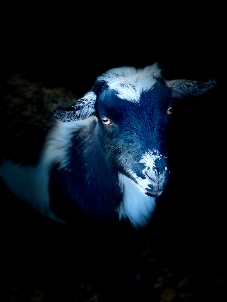 Animal Farm #8 by Sharon E. Smith, Image 1.