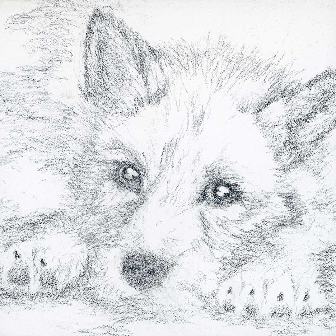 Raise - Resting Young by David Herman, Image 1.