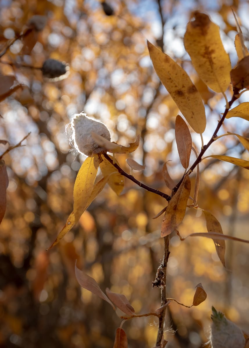 Willow Cone by Denise Hawkins 