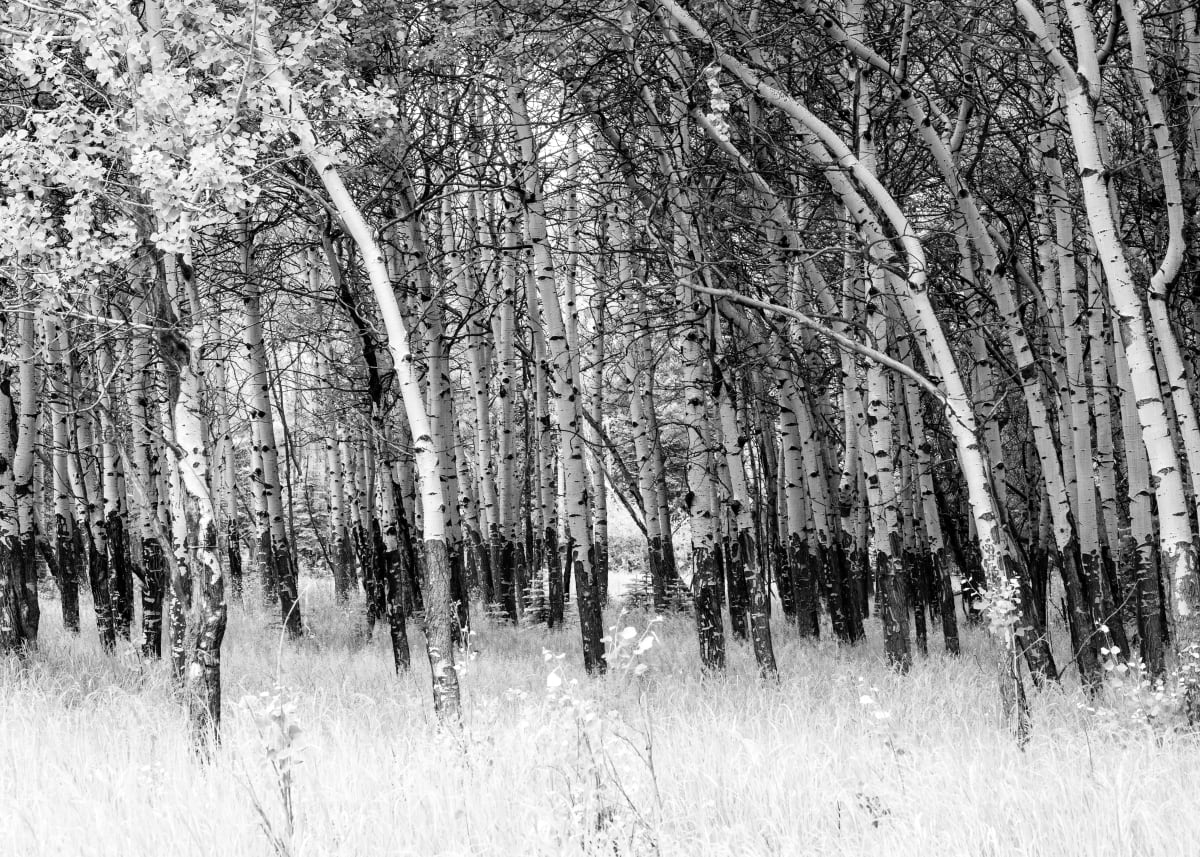 Summer Aspens 20x40 by Denise Hawkins 