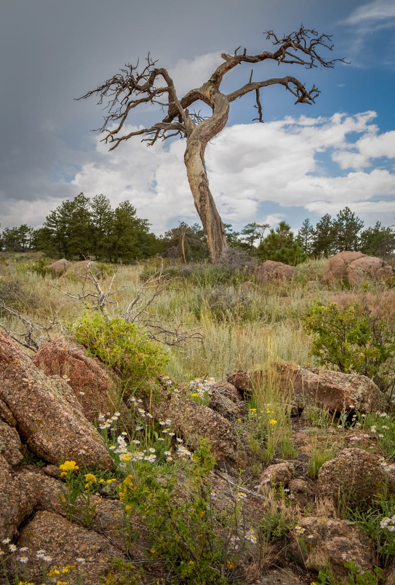 The Reach-Vertical by Denise Hawkins 