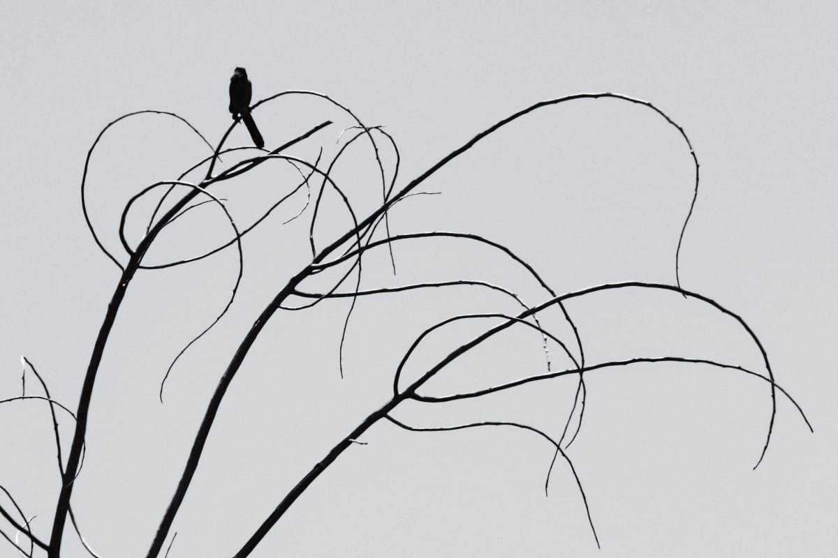 Bird on Curved Branch Giclee by Denise Hawkins 