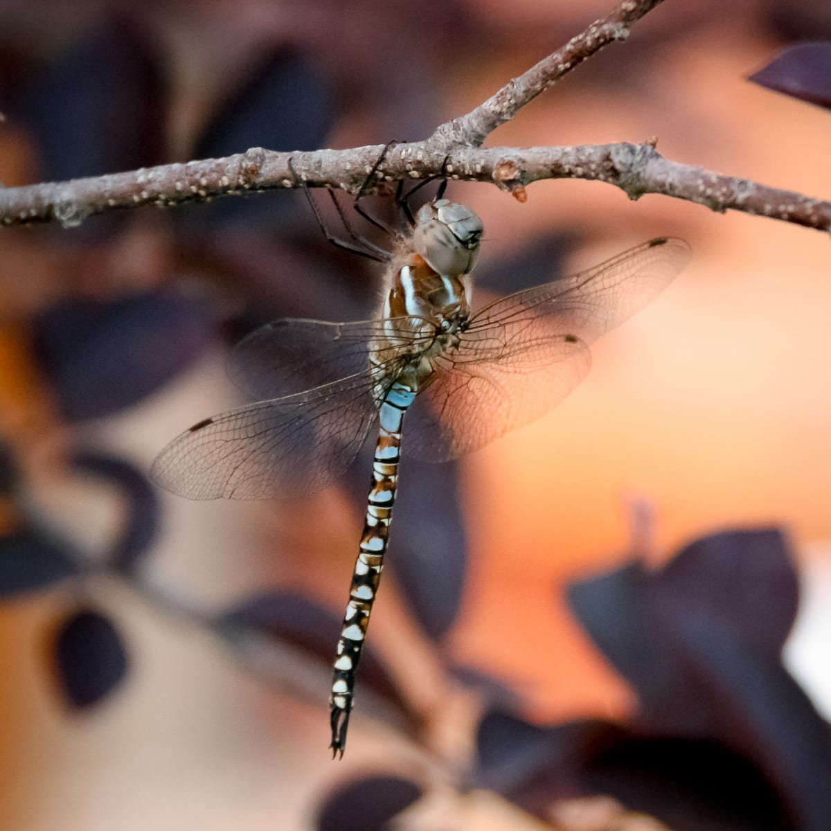 Blue-tipped Danner #3 by Denise Hawkins 