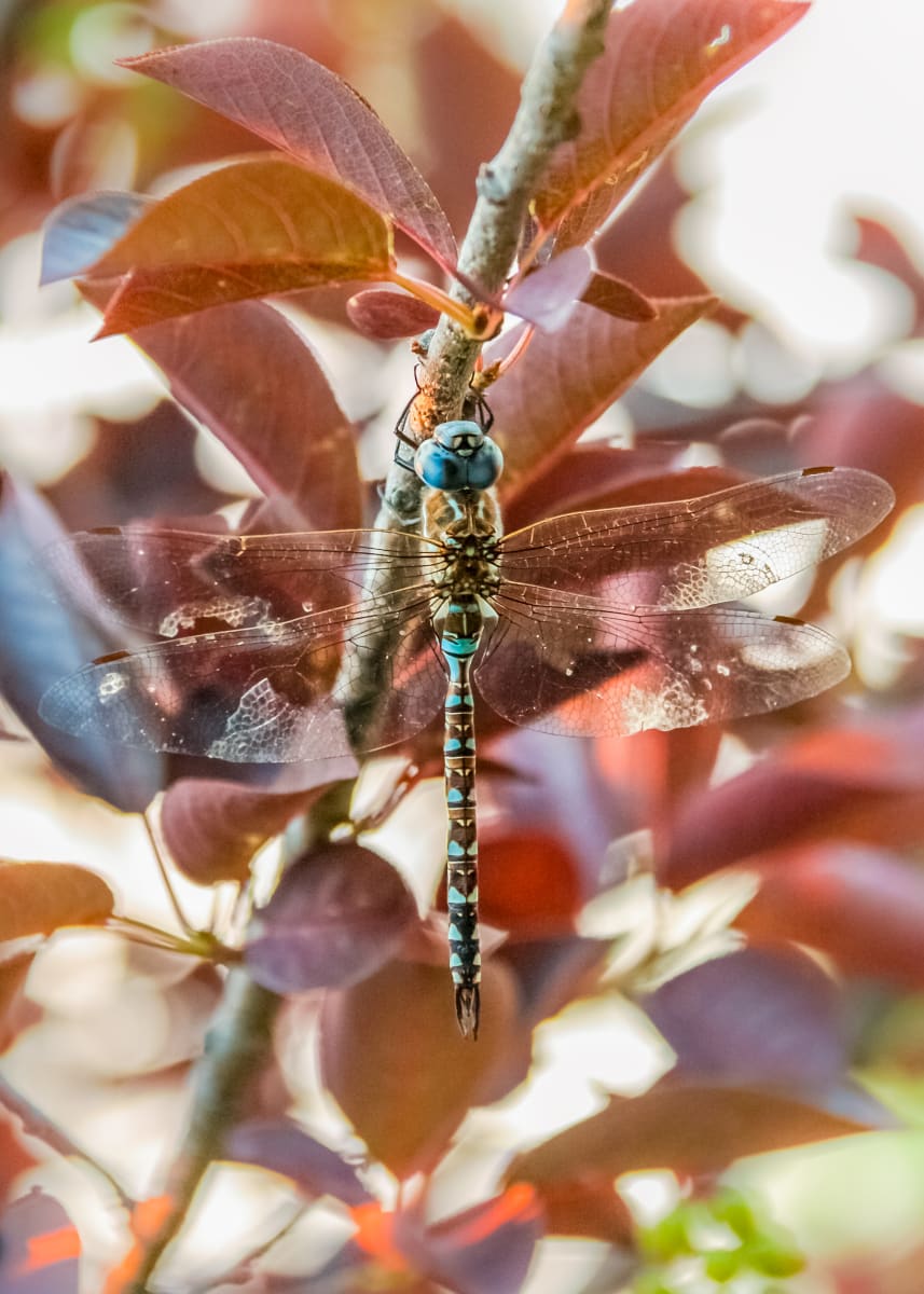 Blue-Tipped Danner #2 by Denise Hawkins 