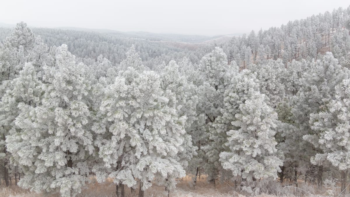 Black Hills Winter Morning 20x40 by Denise Hawkins 