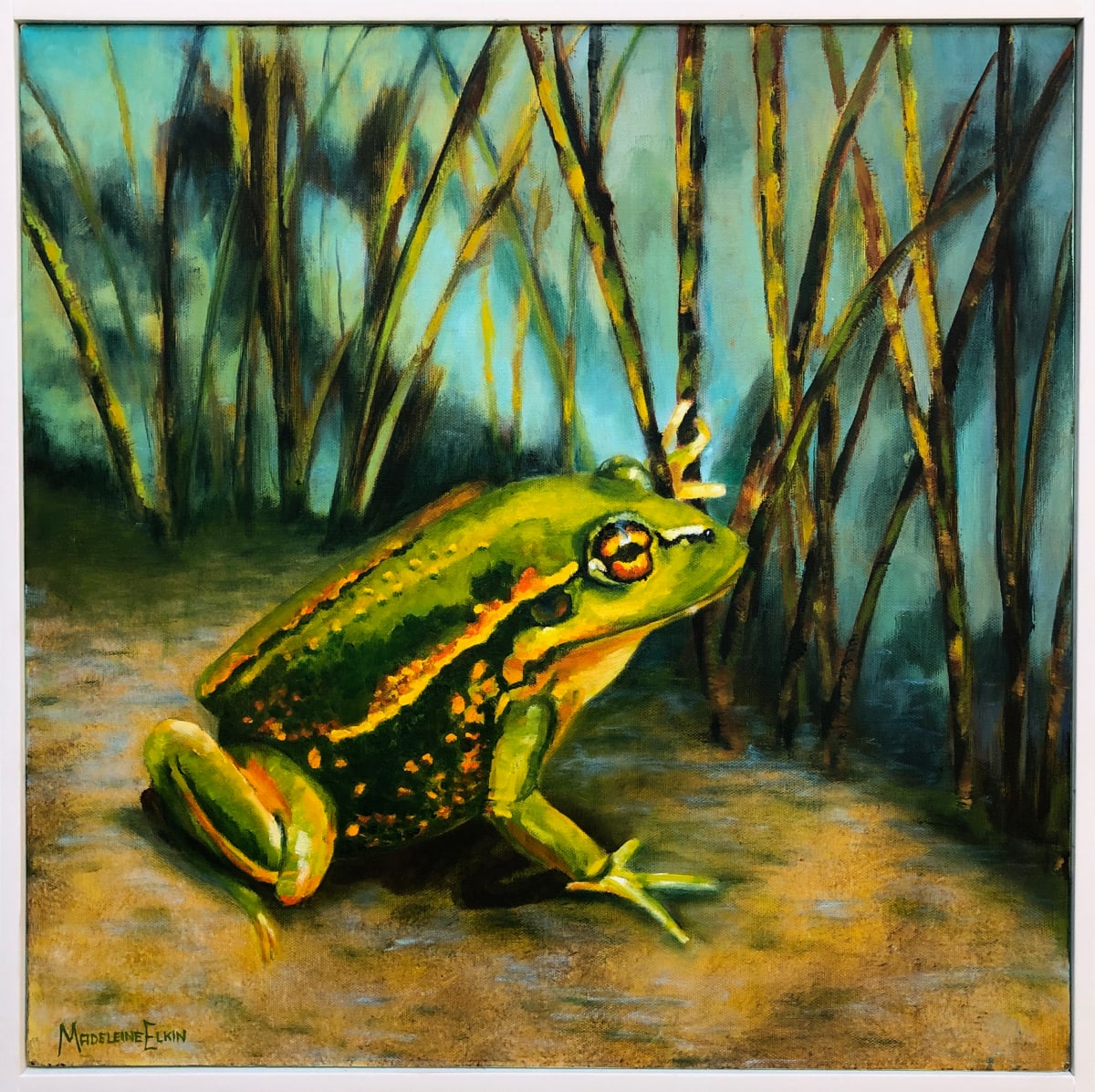 Southern Bell Frog 
