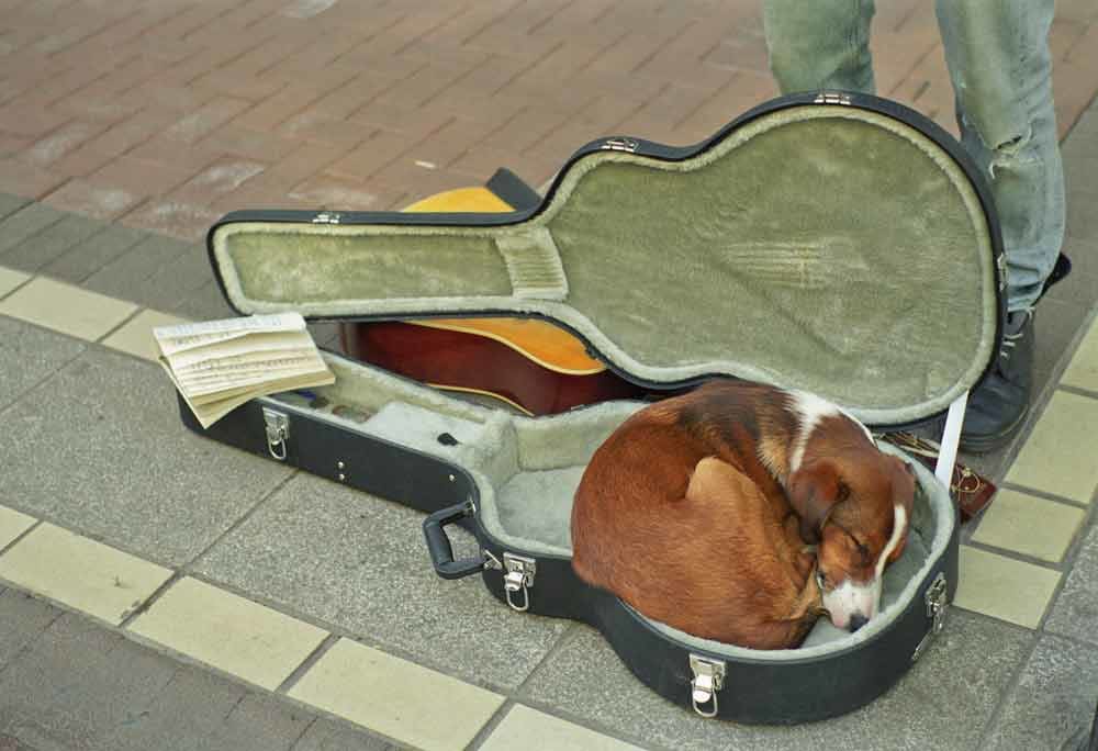 Nap Time - Grafton Street, Dublin by Laura-Leigh Palmer  Image: Dog sleeping in his owners guitar case while the master played for the audience walking past on Grafton Street. 