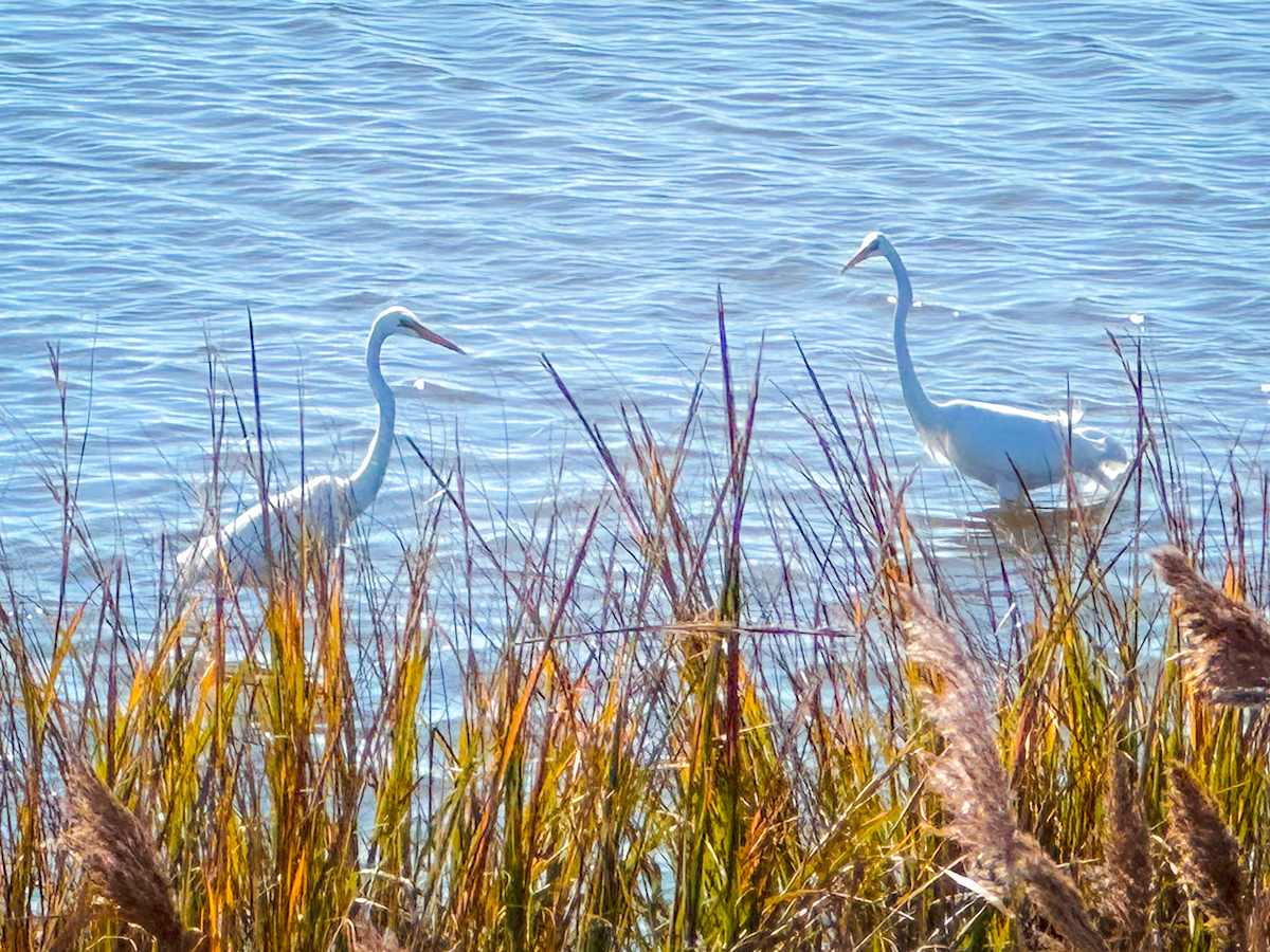 Egrets Only by Chrissy Lind 