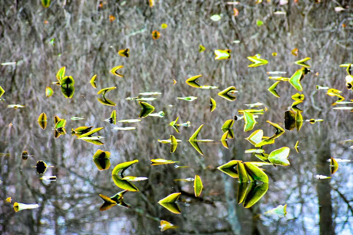 Reflections by Chrissy Lind 