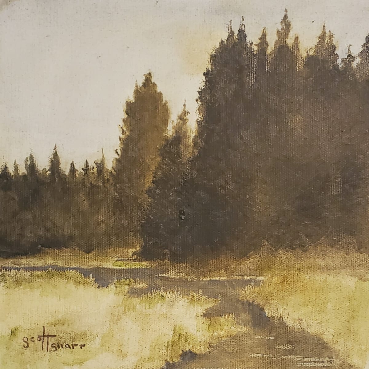 Glacier Pines by Scott Snarr 
