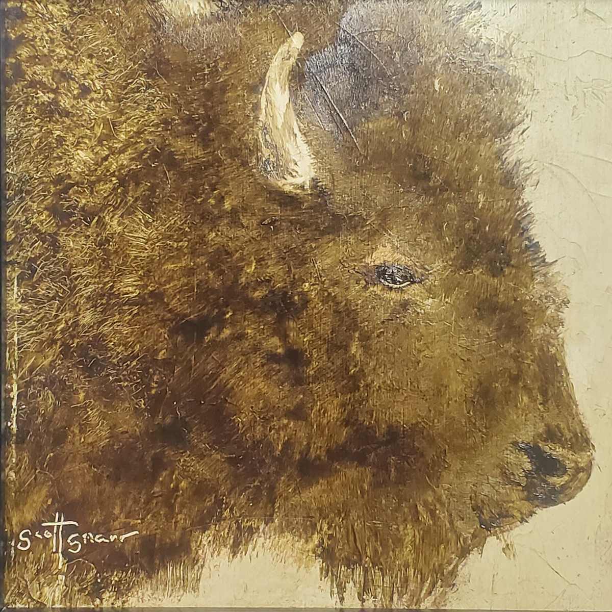 Buffalo by Scott Snarr 