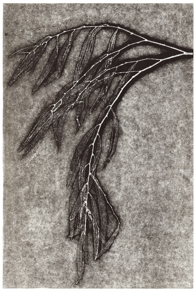 In Praise of Shadows - prelude by Kendal D Simich 