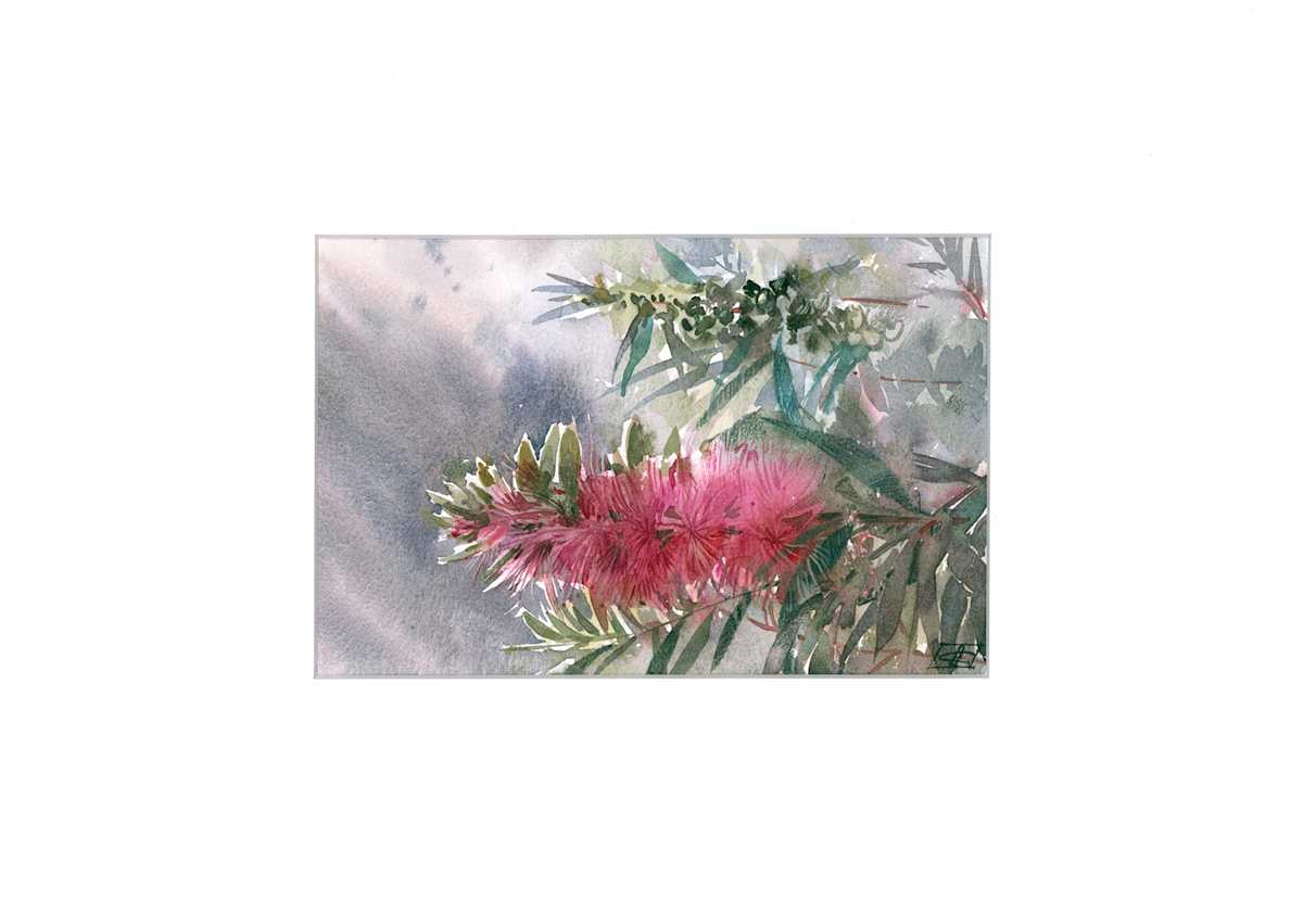 Bottlebrush tree flower by Alena Gastaldi, Image 10.