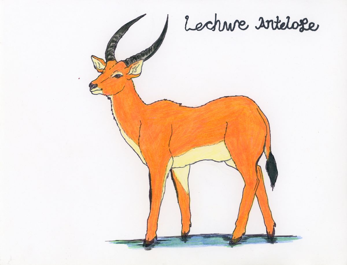 Lechwe Antelope by Nikolas Heitz-Arruda 
