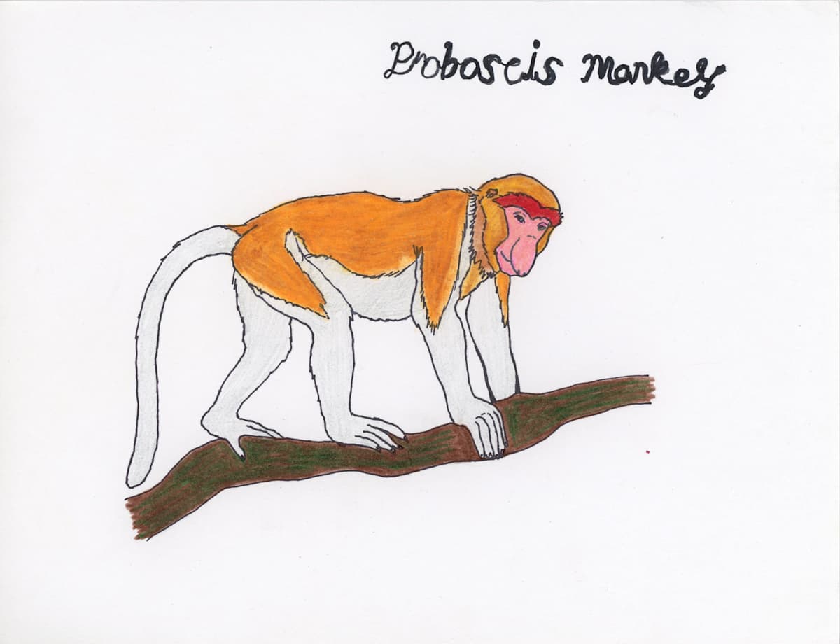 Proboscis Monkey by Nikolas Heitz-Arruda, Image 1.