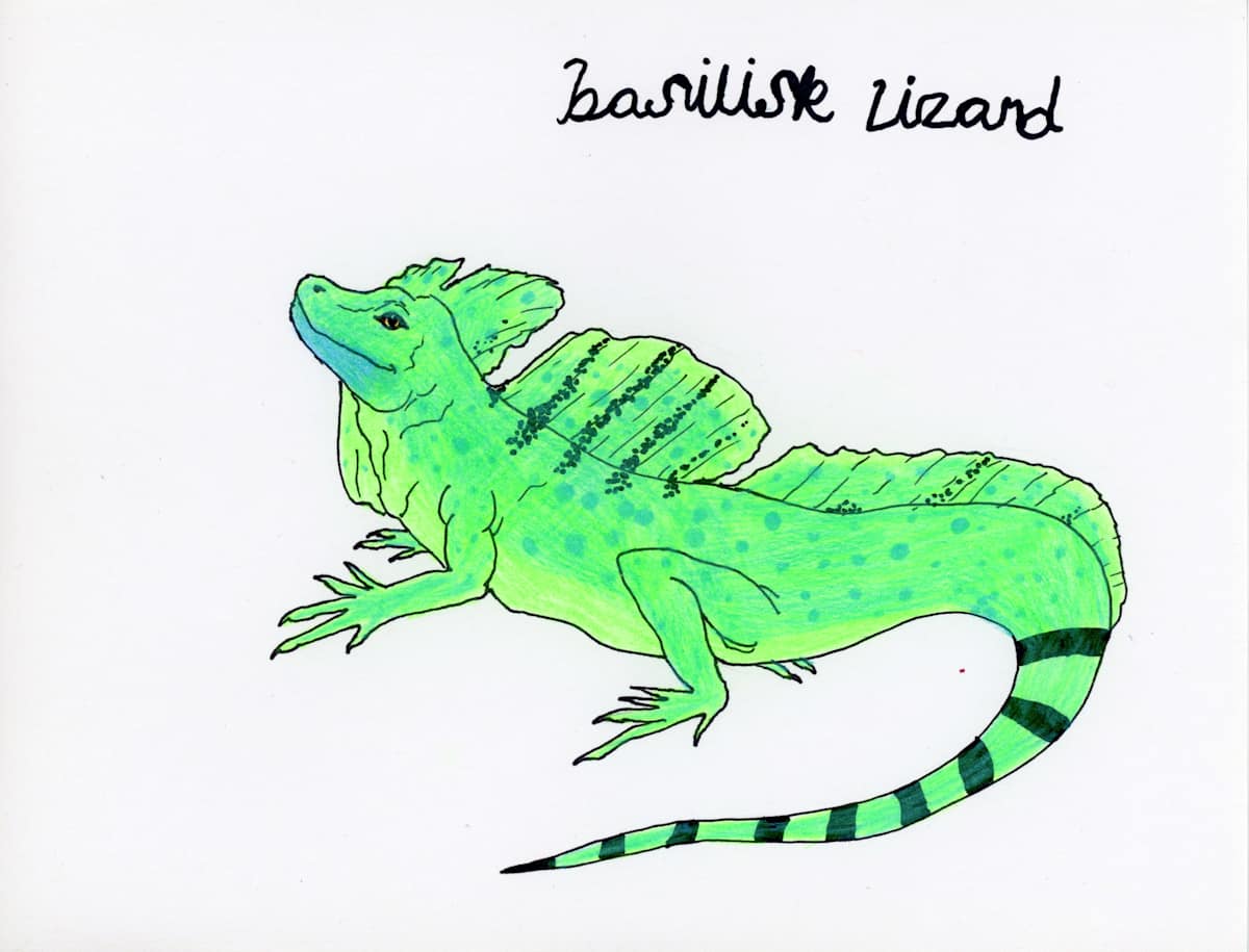 Basilisk Lizard by Nikolas Heitz-Arruda, Image 3.