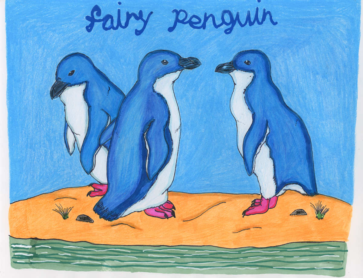 The Little Blue Penguin by Nikolas Heitz-Arruda 