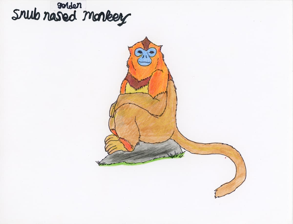 Golden Snub Nosed Monkey by Nikolas Heitz-Arruda, Image 2.