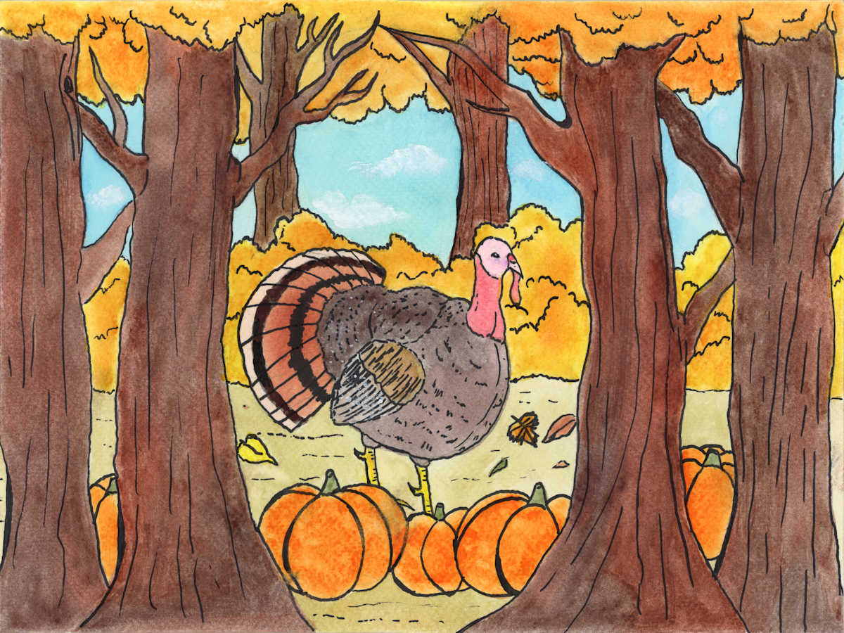 The Forest Turkey by Nikolas Heitz-Arruda 