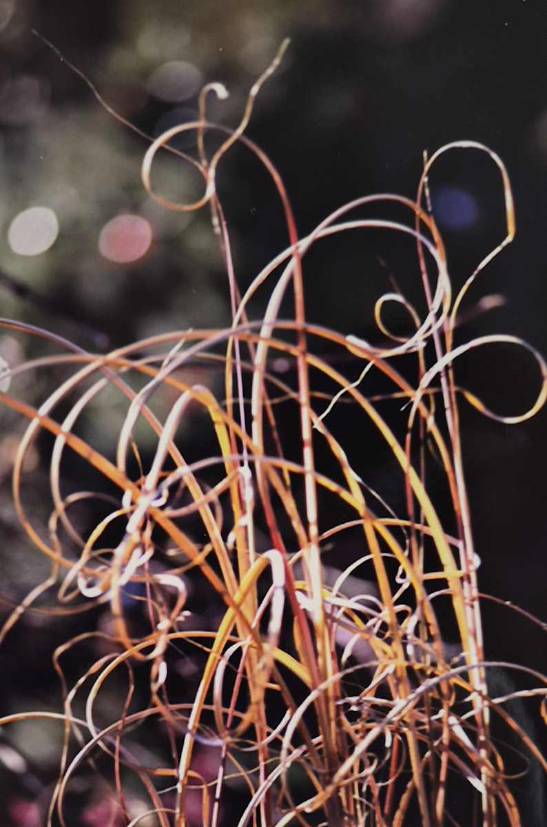 Grassy's Bad Hair Day by J. Patrick Bowman, Image 1.