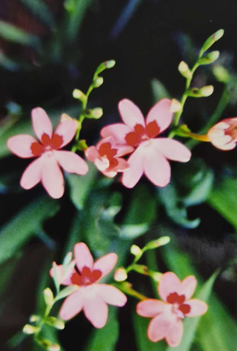 Peppermint Candy by J. Patrick Bowman  Image: 6"x4" Original Fine Art Photos matted to 10"x8" and ready to frame