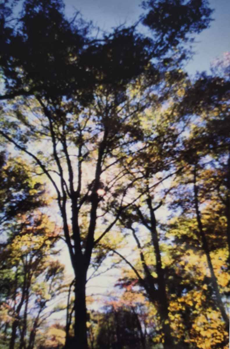 View Through the Tree Tops by J. Patrick Bowman  Image: 6"x4" Original Fine Art Photos matted to 10"x8" and ready to frame